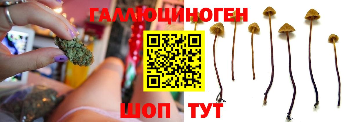 Галлюциногенные грибы Cubensis  где найти наркотики  Александров  Вход с VPN  Галлюциногенные грибы мухоморы 